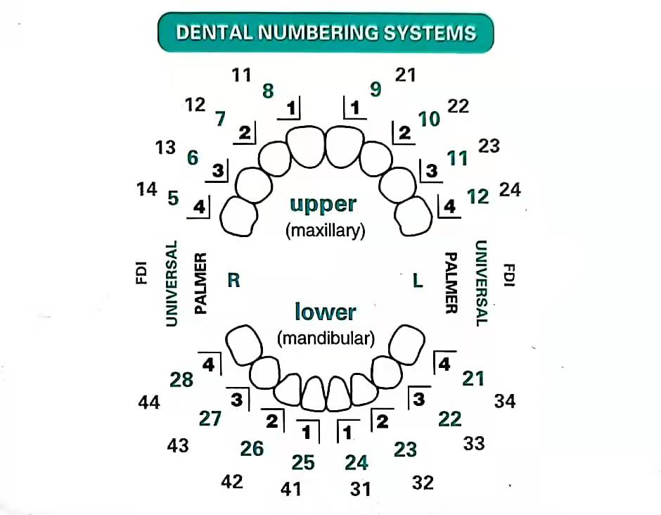 مجموعة قوالب تجميد الأسنان 32  - مراجعة Teeth Whitening Moulds وسعره