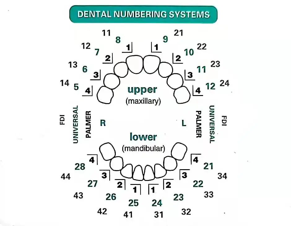 قالب الأسنان لقشرة الراتنج الم - مراجعة Teeth Whitening Moulds وسعره